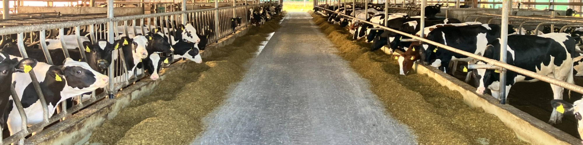 Agrargesellschaft Kandelin GmbH