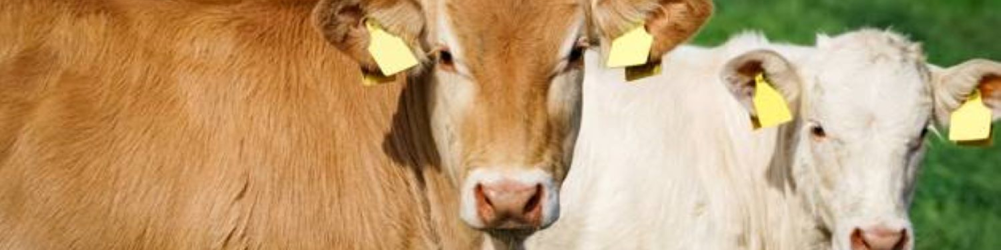 Frank Tews Landwirtschaftlicher Betrieb